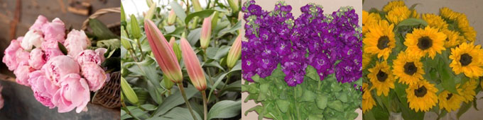 Moorfield Flowers for trade