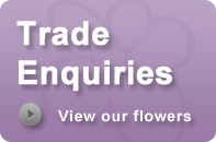 Trade Enquiries from Florists